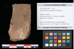 Foto (Objekt + Etikett) von Glyptostrobus europaeus Brongniart (NHMW-GEO-2024-0188-0160)